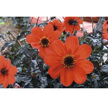 Blüten der Dahlie mit dunklem Laub