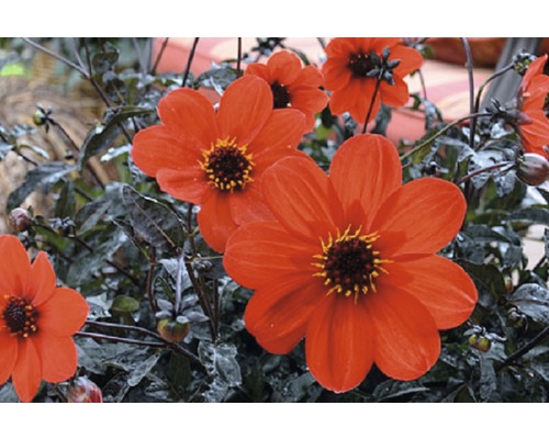 Blüten der Dahlie mit dunklem Laub