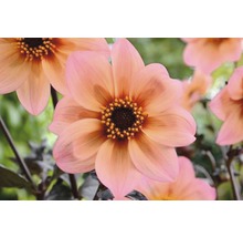 Nahaufnahme einer rosa Dahlie