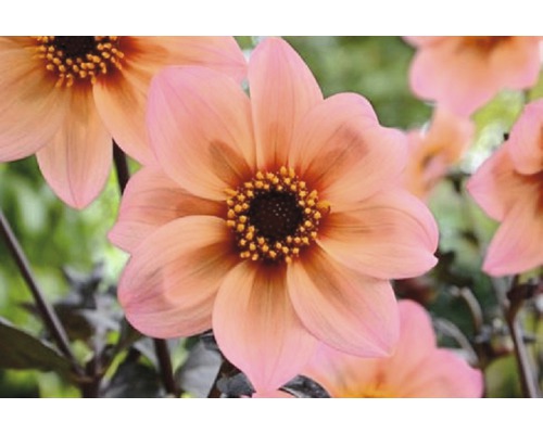 Nahaufnahme einer rosa Dahlie