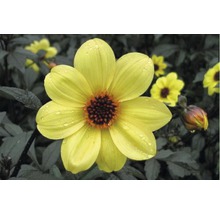 Gelbe Dahlie mit dunklem Zentrum im Gartenbeet.