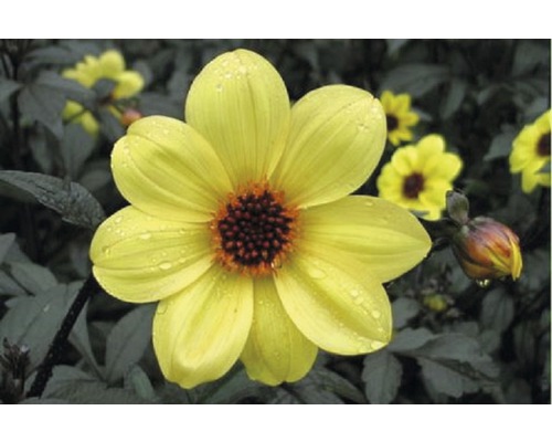 Dahlie Dahlia Mystic™ Illusion H 20-60 cm Co 5 L (3 Stk.) Gelbe Dahlie mit dunklem Zentrum im Gartenbeet.