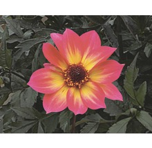 Nahaufnahme einer Dahlie mit gelben und roten Blütenblättern