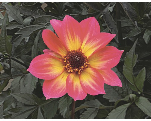 Dahlie Dahlia Mystic™ Sparkler H 20-60 cm Co 5 L (3 Stk.) Nahaufnahme einer Dahlie mit gelben und roten Blütenblättern