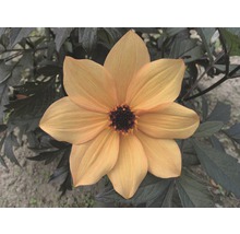 Nahaufnahme einer gelben Dahlie mit dunklen Blättern