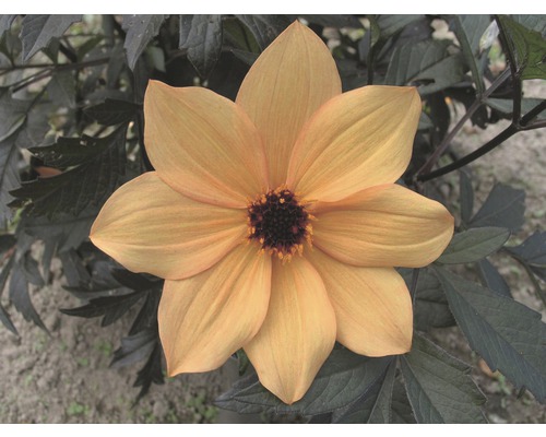 Dahlie Dahlia Mystic™ Spirit H 20-60 cm Co 5 L (3 Stk.) Nahaufnahme einer gelben Dahlie mit dunklen Blättern