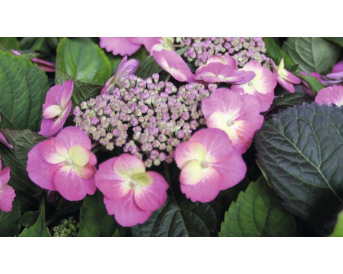 Nahaufnahme einer rosa Bauernhortensie mit grünen Blättern