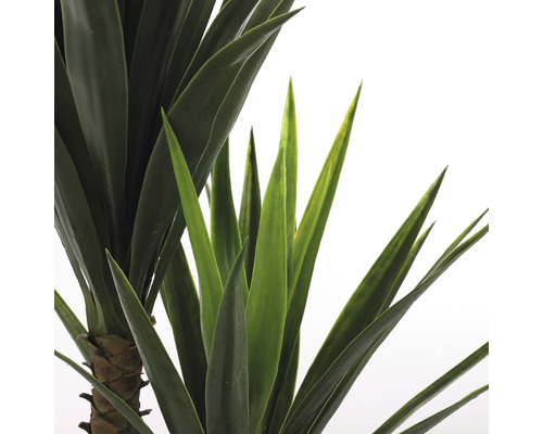 Nahaufnahme einer Yucca-Palme mit grünen Blättern