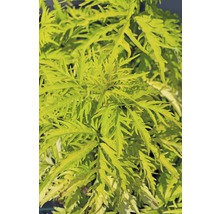 Goldholunder Sambucus racemosa "Sutherland Gold" H 40-60 cm Co 6 L
