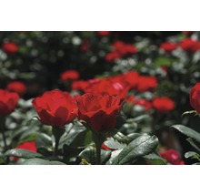 Nahaufnahme von roten Rosenblüten im Garten.