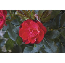 Nahaufnahme einer roten Rose mit grünen Blättern