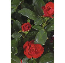 Rote Rosen mit grünen Blättern