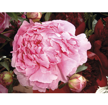 Nahaufnahme einer pinkfarbenen Pfingstrose mit Blütenknospen