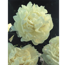 Nahaufnahme von Pfingstrosenblüten