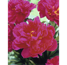 Nahaufnahme von pinkfarbenen Pfingstrosenblüten