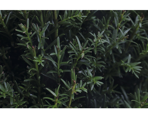 Nahaufnahme von Eibenzweigen