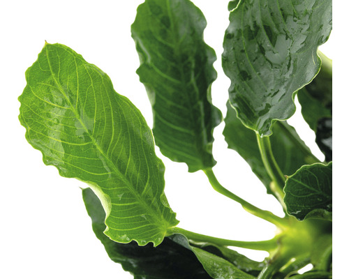 Aquarium Pflanze mit grünen Blättern