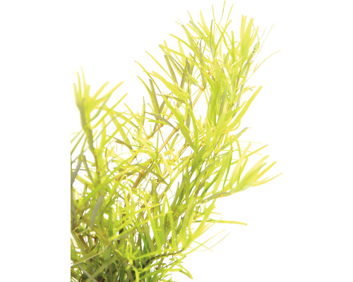 Wasserpflanze zur Dekoration von Aquarien