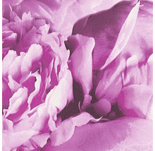 Nahaufnahme einer rosa Pfingstrose