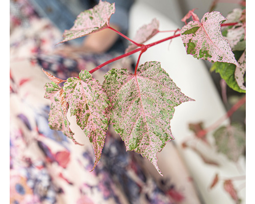 Buntblättriger Strauchahorn Acer conspicuum 'Red Flamingo' H 40-50 cm Co 3 L Zweig einer Zimmerpflanze mit panaschierten Blättern