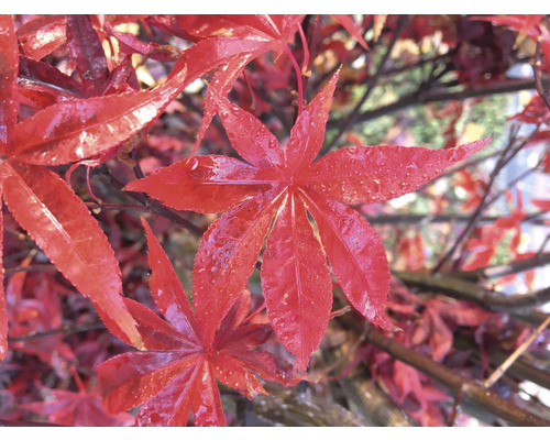 Nahaufnahme von Ahornblättern