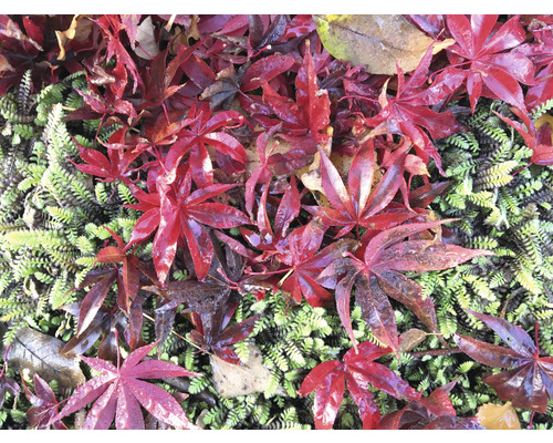 Rote Ahornblätter auf grüner Vegetation