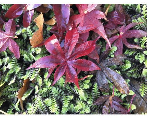 Rote Ahornblätter liegen auf grüner Moosoberfläche