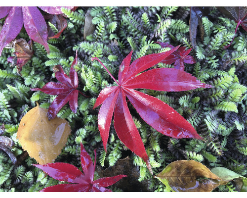 Rote Ahornblätter auf Moos