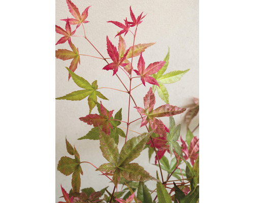 Japanischer Ahorn mit mehrfarbigen Blättern