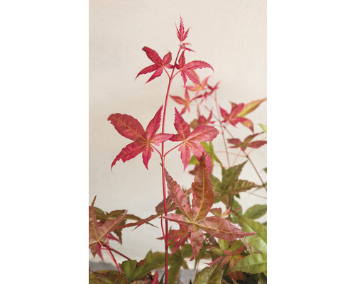 Nahaufnahme eines Ahornbaums mit roten Blättern