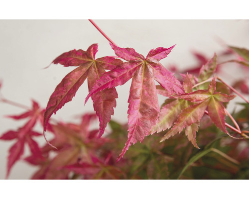 Nahaufnahme von Ahornblättern