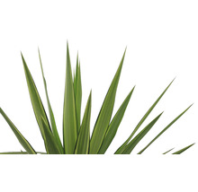 Palmlilie Yucca elephantipes 'Jewel' H 30-40 cm Ø 20 cm Topf