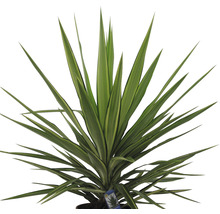 Yucca Zimmerpflanze mit langen, spitzen Blättern