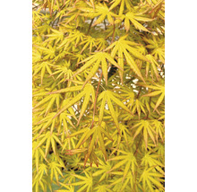 Hängender Fächerahorn Acer palmatum 'Cascade Citrine' Halbstamm 90 cm Co 6,5 L