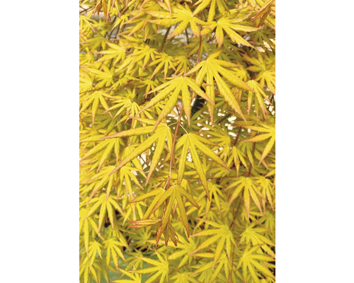 Hängender Fächerahorn Acer palmatum 'Cascade Citrine' Halbstamm 90 cm Co 6,5 L Nahaufnahme eines Fächerahorns mit filigranen Blättern