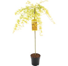 Hängender Fächerahorn Acer palmatum 'Cascade Citrine' Halbstamm 90 cm Co 6,5 L