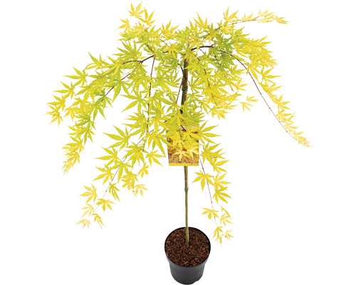Japanischer Ahornbaum im Topf