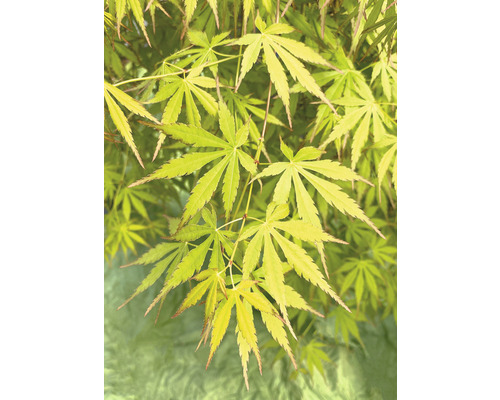 Hängender Fächerahorn Acer palmatum 'Cascade Emerald' Halbstamm 40 cm Co 3 L Nahaufnahme eines Fächerahorns mit Blättern