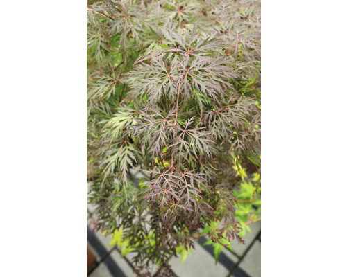 Dunkelroter Schlitzahorn Acer palmatum 'Dissectum Atropurpureum' Halbstamm 90 cm Co 6,5 L