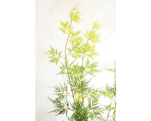 Japanischer Ahorn mit filigranem Laub