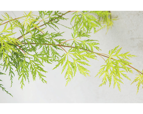 Blätter eines Fächerahorns