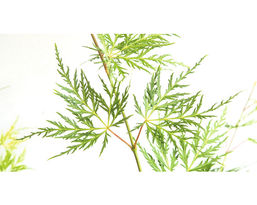 Nahaufnahme von Ahornblättern