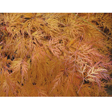 Nahaufnahme eines Ahornbaums mit gefiederten Blättern