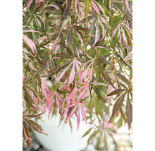 Japanischer Ahorn mit grünem und rosa Laub