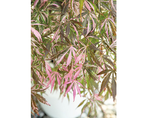 Japanischer Ahorn mit grünem und rosa Laub