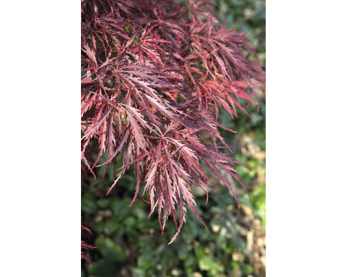 Japanischer Ahorn mit filigranen Blättern