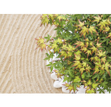 Japanischer Ahorn im Zen-Garten mit Steinen und Sand