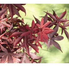 Rote Ahornblätter im Detail