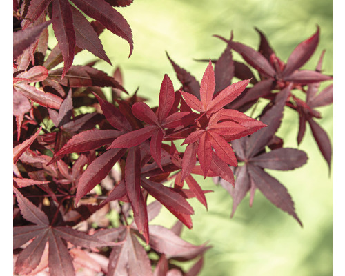Zwerg-Fächerahorn Acer palmatum 'Little red' H 100-125 cm Co 14 L viereckig Rote Ahornblätter im Detail