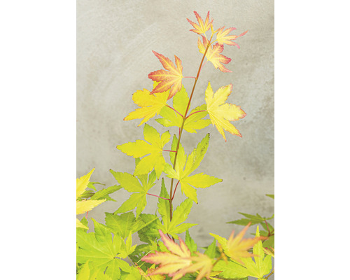 Japanischer Ahorn mit gelben und roten Blättern